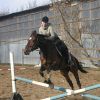 конно-спортивная школа "Амадей"